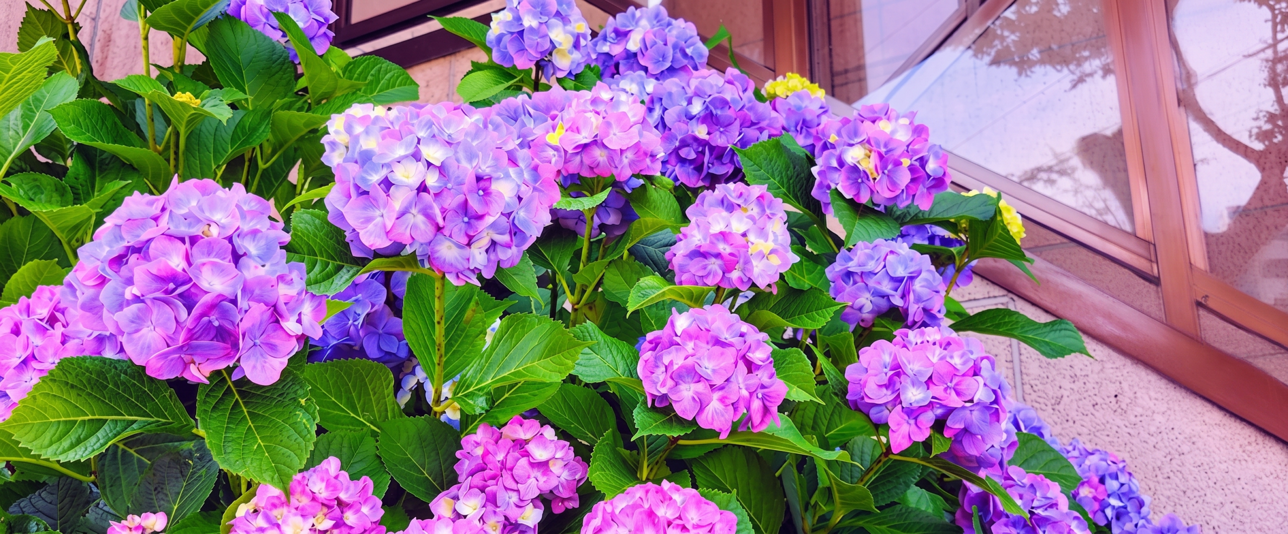 紫陽花